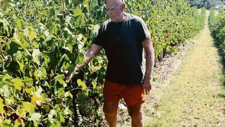 Forlì. Vendemmia in arrivo, poco vino ma di ottima qualità Forlì. Vendemmia in arrivo, poco vino ma di ottima qualità