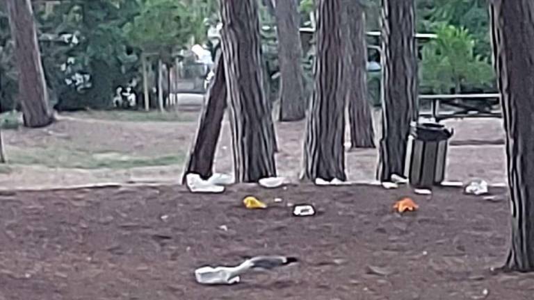 Cesenatico, per il cibo i gabbiani sporcano la pineta Cesenatico, per il cibo i gabbiani sporcano la pineta