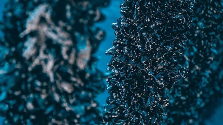 Dalle cozze alle alghe, così il mare diventa un hub biotecnologico Dalle cozze alle alghe, così il mare diventa un hub biotecnologico