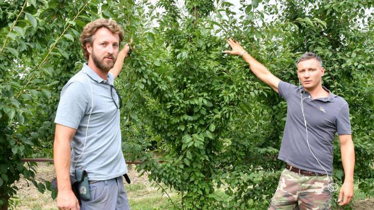 Forlì, agricoltura: allerta per grandine e cimice asiatica Forlì, agricoltura: allerta per grandine e cimice asiatica
