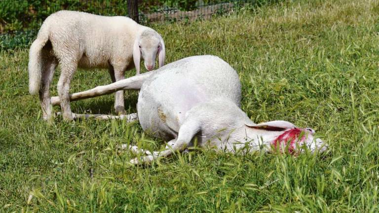 Coriano. Strage di pecore: è allarme lupi Coriano. Strage di pecore: è allarme lupi