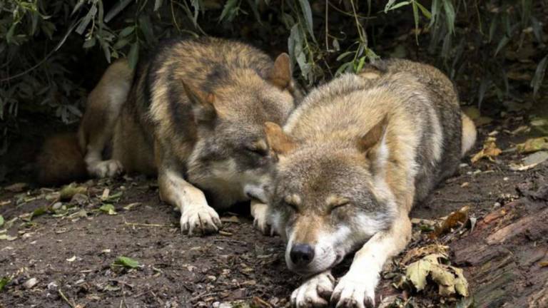 Imola: lupi sul territorio, il Cai si allea con il Wolf Apennine Center Imola: lupi sul territorio, il Cai si allea con il Wolf Apennine Center
