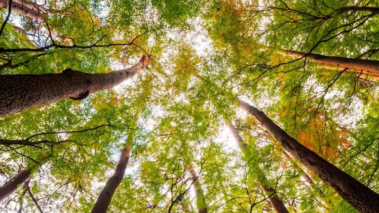 App MapMyTree: un continente più verde App MapMyTree: un continente più verde