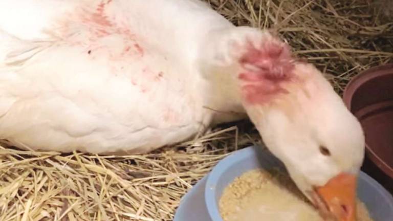 Riccione, si accanisce su un'oca a colpi di bastone: caccia al responsabile Riccione, si accanisce su un'oca a colpi di bastone: caccia al responsabile