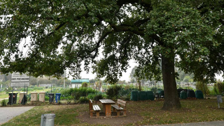 Querce secche pericolose al parco Poldo, allarme alla Cava Querce secche pericolose al parco Poldo, allarme alla Cava