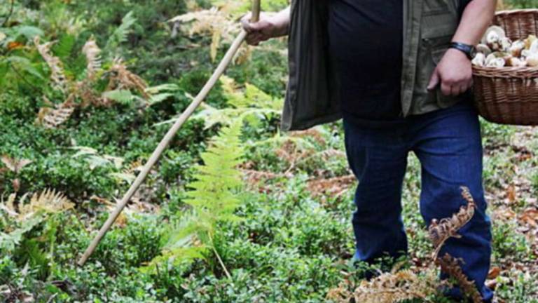 Autunno nel bosco, attenzione ai funghi, alcuni sono letali Autunno nel bosco, attenzione ai funghi, alcuni sono letali