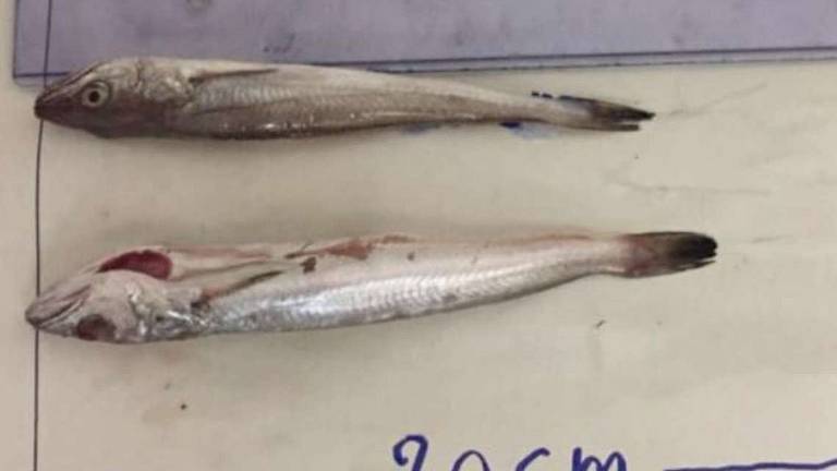 Rimini, sequestrati e donati alla Caritas 24 kg di pesce Rimini, sequestrati e donati alla Caritas 24 kg di pesce