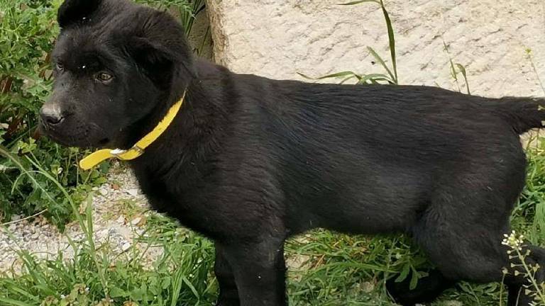 Un Babà di pura energia in cerca di famiglia Un Babà di pura energia in cerca di famiglia