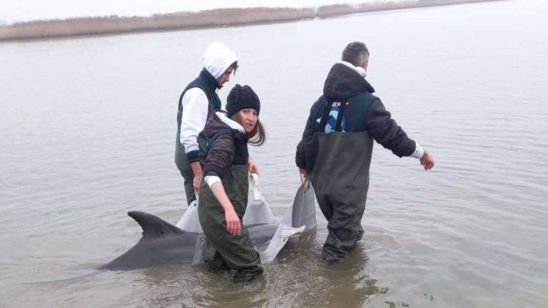 Fondazione Cetacea salva un delfino Fondazione Cetacea salva un delfino