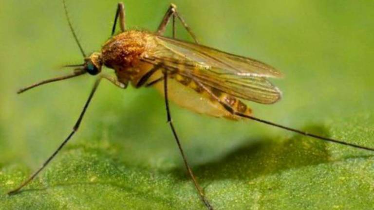 Imola, altri 2 casi di West Nile. Ricoverato 72enne di Mordano Imola, altri 2 casi di West Nile. Ricoverato 72enne di Mordano