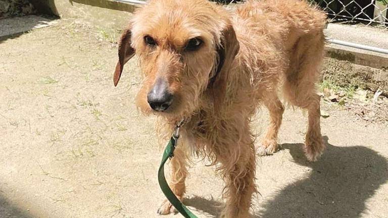 Nina è rimasta sola e cerca una nuova casa Nina è rimasta sola e cerca una nuova casa