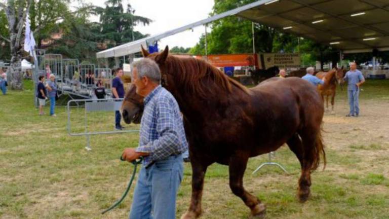 Imola, dopo due anni ritorna la Fiera agricola del Santerno Imola, dopo due anni ritorna la Fiera agricola del Santerno