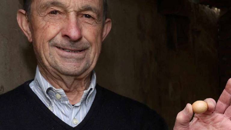 Cesena, nel pollaio trova un micro uovo da 8,5 grammi: L'ho pesato da una orologiaia Cesena, nel pollaio trova un micro uovo da 8,5 grammi: L'ho pesato da una orologiaia