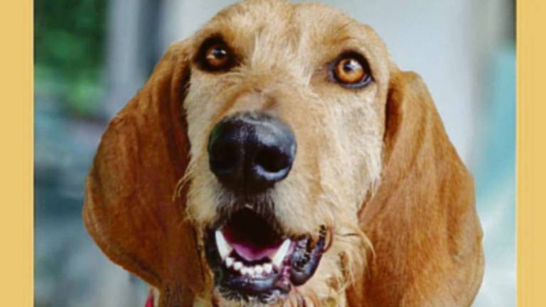 Elvis, splendido segugio adesso cerca una famiglia Elvis, splendido segugio adesso cerca una famiglia