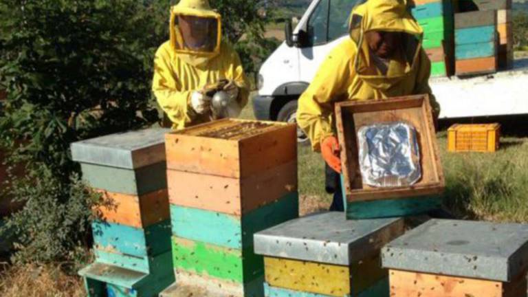 Forlì: Manca il nettare, nutriamo le api con gli integratori Forlì: Manca il nettare, nutriamo le api con gli integratori