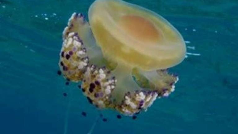 Cattolica, la turista al bagnino: Tolga le meduse dal mare, devo andare a fare il bagno Cattolica, la turista al bagnino: Tolga le meduse dal mare, devo andare a fare il bagno