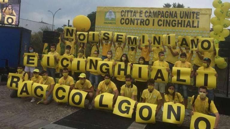 In Romagna danni all'agricoltura e incidenti causati dai cinghiali In Romagna danni all'agricoltura e incidenti causati dai cinghiali