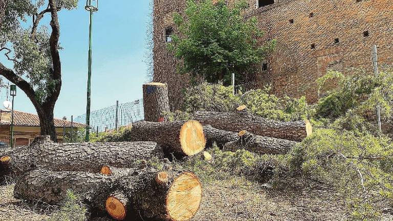 Cesena, tagliati grandi alberi malati: qualche dubbio e richieste Cesena, tagliati grandi alberi malati: qualche dubbio e richieste