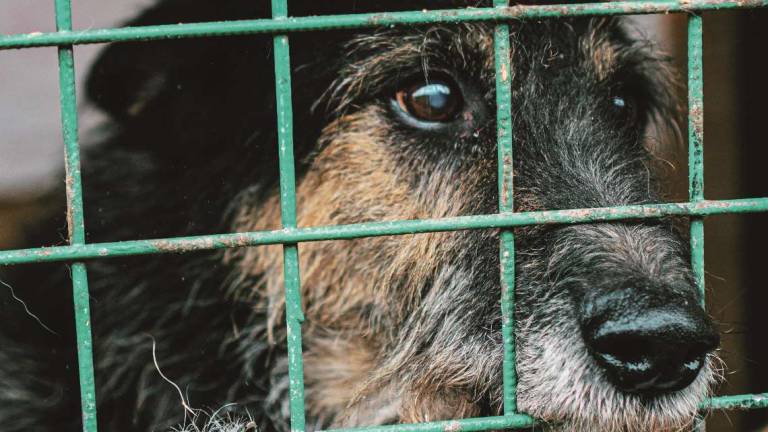 Se non avete tempo non adottate animali Se non avete tempo non adottate animali