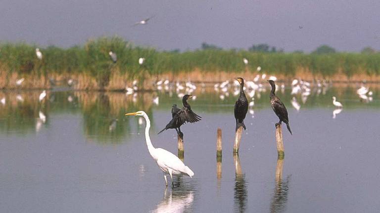 Un’estate da attento osservatore: così si pratica il birdwatching Un’estate da attento osservatore: così si pratica il birdwatching