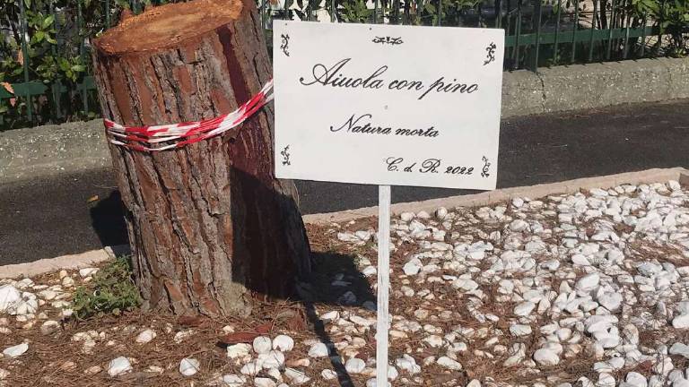 A Marina di Ravenna abbattuti 4 pini e spunta il cartello ironico A Marina di Ravenna abbattuti 4 pini e spunta il cartello ironico