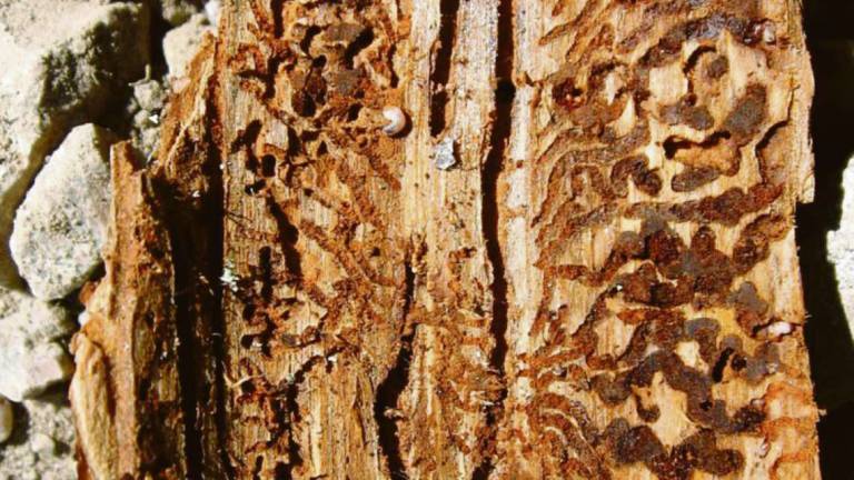 Insetto divora cento abeti al Fumaiolo: ordinanza anti-pericoli Insetto divora cento abeti al Fumaiolo: ordinanza anti-pericoli