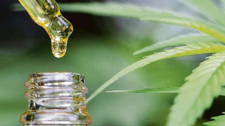 Muore la madre, esposto dei familiari: Negata cannabis per cure Muore la madre, esposto dei familiari: Negata cannabis per cure