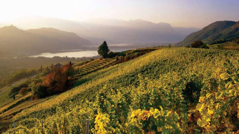 Cantina Kaltern, una grande famiglia sul lago di Caldaro Cantina Kaltern, una grande famiglia sul lago di Caldaro