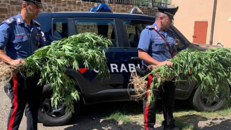 Castel del Rio, coltiva 300 piante di marijuana, arrestato 70enne Castel del Rio, coltiva 300 piante di marijuana, arrestato 70enne