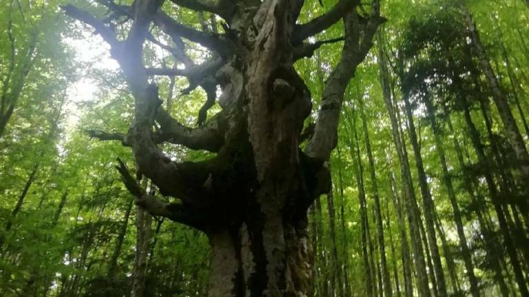 Valle Savio, nasce la Green Community da 5,2 milioni Valle Savio, nasce la Green Community da 5,2 milioni