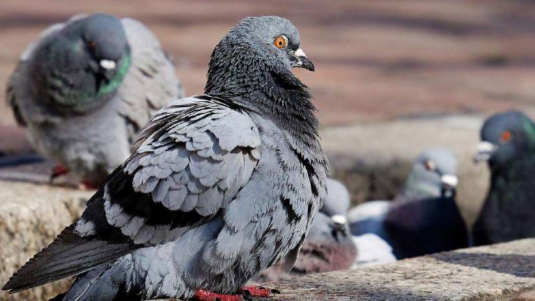 Ravenna, dà da mangiare ai piccioni: anziana finisce in tribunale Ravenna, dà da mangiare ai piccioni: anziana finisce in tribunale