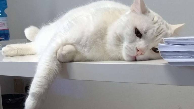 Il Comune di Rimini: Gattile vicino al Marecchia Il Comune di Rimini: Gattile vicino al Marecchia