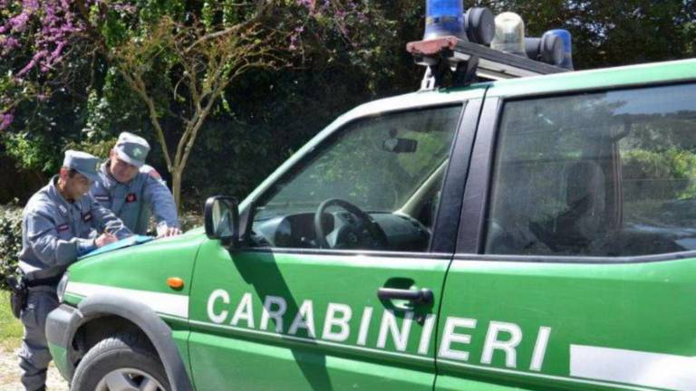 Ravenna, signora, non si corre in spiaggia: si finge Forestale per difendere il fratino Ravenna, signora, non si corre in spiaggia: si finge Forestale per difendere il fratino