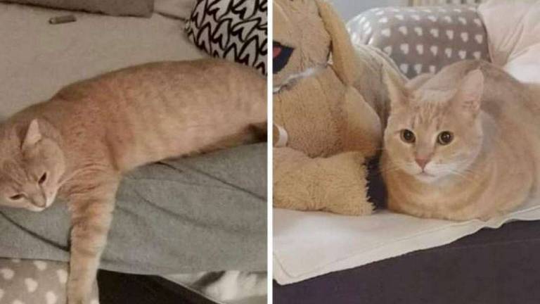 Gatto scomparso Gatto scomparso