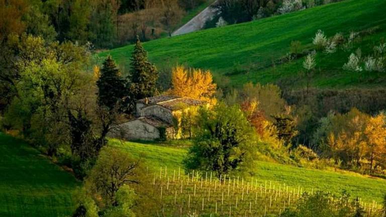 Roncofreddo, sentenza del Tar mette in crisi azienda agricola Roncofreddo, sentenza del Tar mette in crisi azienda agricola