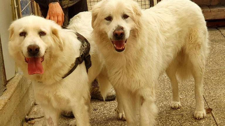 I due cagnoloni I due cagnoloni