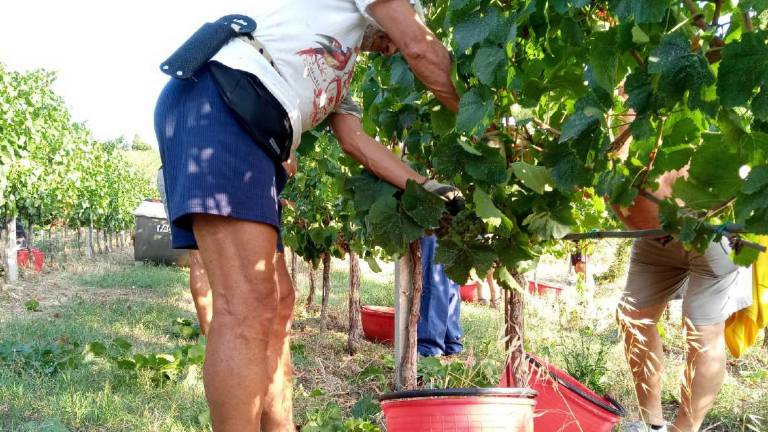 Vendemmia, serve la pioggia. La resa sarà bassa Vendemmia, serve la pioggia. La resa sarà bassa