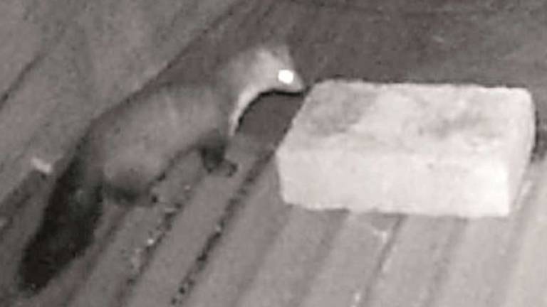 Sogliano, uno zoo senza gabbie: casa circondata da animali Sogliano, uno zoo senza gabbie: casa circondata da animali