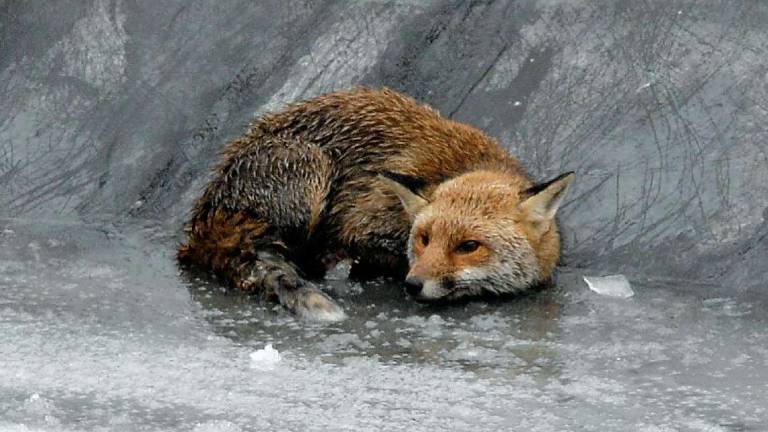 Ravenna, non solo nutrie da abbattere: anche le volpi finiscono nel mirino Ravenna, non solo nutrie da abbattere: anche le volpi finiscono nel mirino