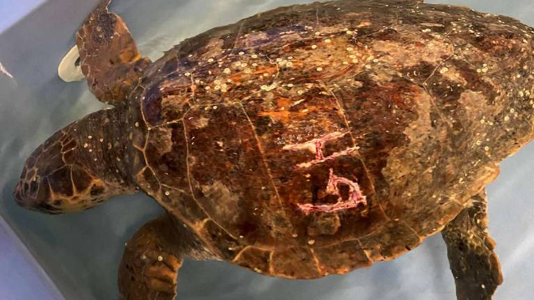 Cesenatico, la tartaruga torturata riportata in mare Cesenatico, la tartaruga torturata riportata in mare
