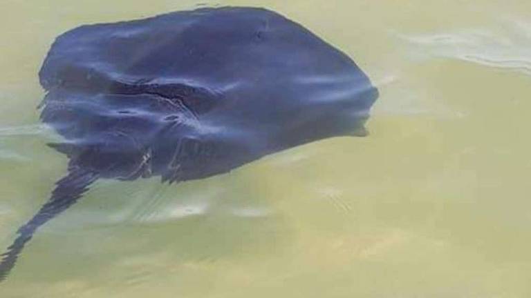 Misano, bimba di 9 anni in mare ferita da una razza Misano, bimba di 9 anni in mare ferita da una razza