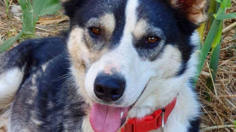 Ory, il cane che ride. Mat, bontà ed energia Ory, il cane che ride. Mat, bontà ed energia