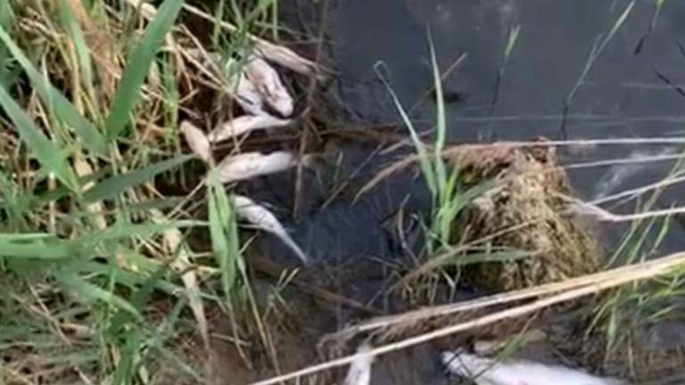 Bellaria, moria di pesci al lago del Gelso Bellaria, moria di pesci al lago del Gelso
