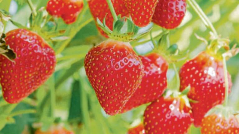 È il tempo delle fragole, le regine dei frutti rossi È il tempo delle fragole, le regine dei frutti rossi