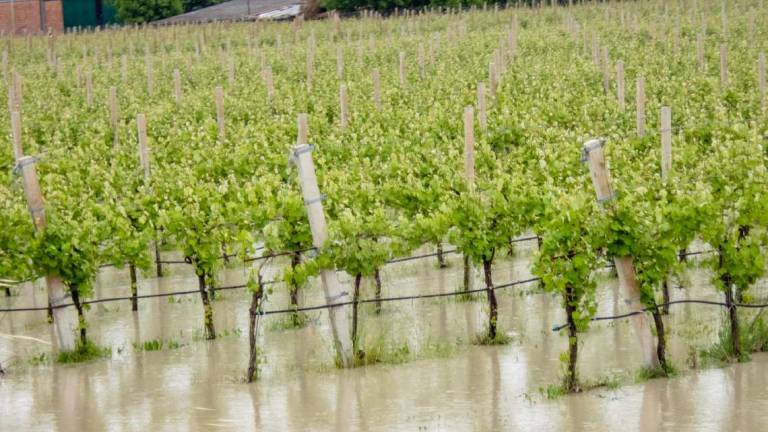 Imola, il Comune triplica gli sforzi in aiuto alle imprese agricole Imola, il Comune triplica gli sforzi in aiuto alle imprese agricole