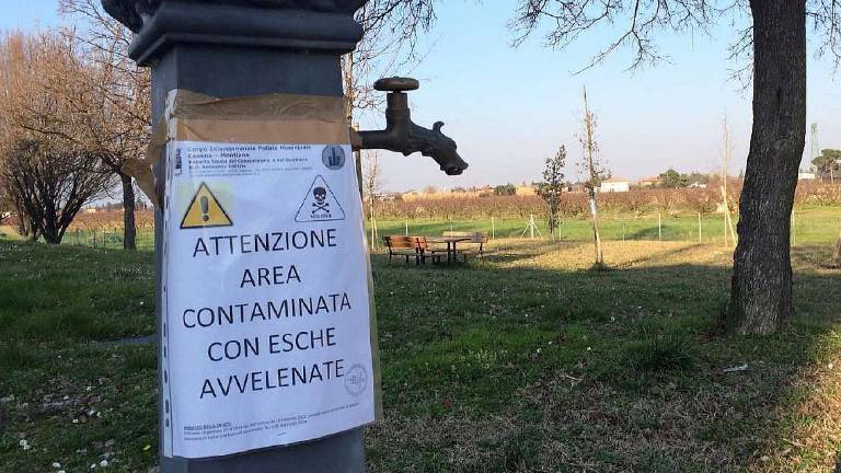Dieci cani morti avvelenati a Montiano: 61enne assolto dopo 6 anni Dieci cani morti avvelenati a Montiano: 61enne assolto dopo 6 anni