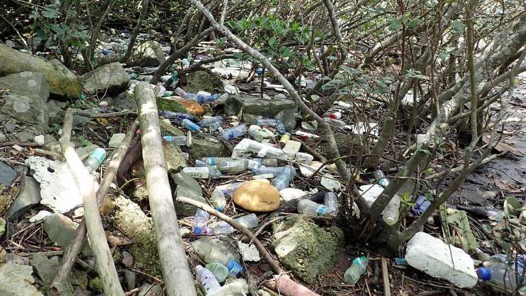 La plastica all’interno dei pesci è superiore a quella in acqua La plastica all’interno dei pesci è superiore a quella in acqua