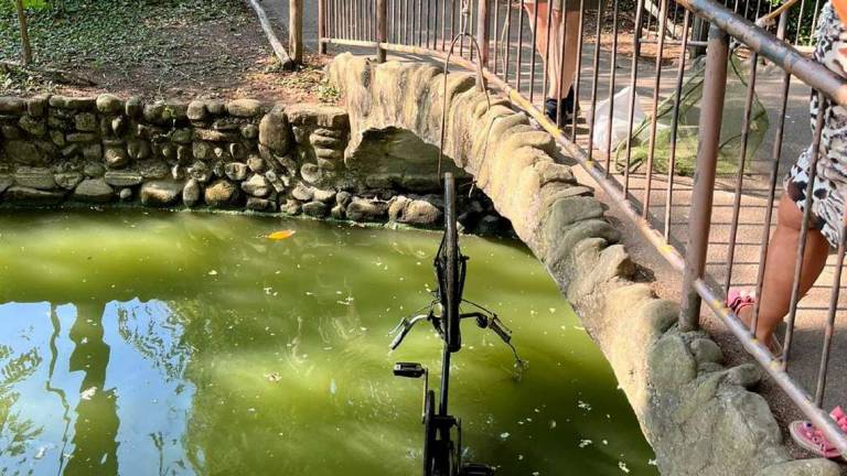 Faenza, il mistero della bici ripescata nel laghetto del parco Faenza, il mistero della bici ripescata nel laghetto del parco