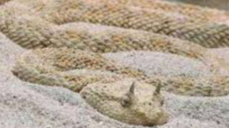 San Marino, morso da raro serpente, 28enne all'ospedale San Marino, morso da raro serpente, 28enne all'ospedale