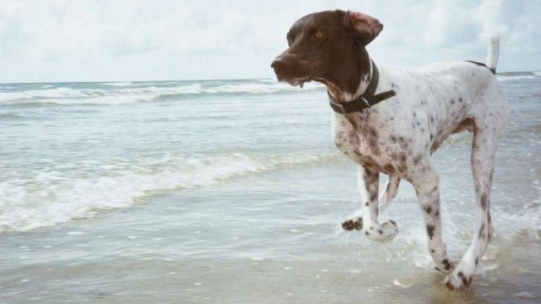 Ravenna, filmata mentre picchia il cane in spiaggia. Denunciata Ravenna, filmata mentre picchia il cane in spiaggia. Denunciata